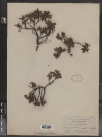 Rhododendron lapponicum image