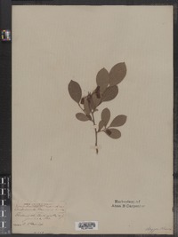 Lyonia mariana image