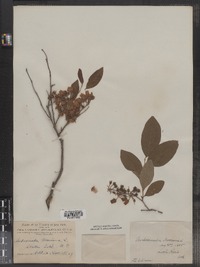 Lyonia mariana image