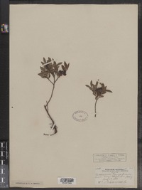 Vaccinium angustifolium image