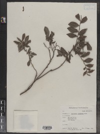 Vaccinium myrtilloides image