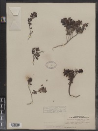 Vaccinium vitis-idaea image