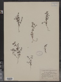 Galium labradoricum image