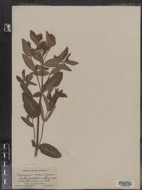 Apocynum cannabinum image