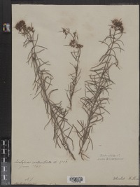 Asclepias verticillata image