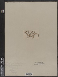 Callitriche terrestris image