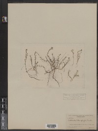 Callitriche heterophylla image