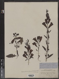 Aureolaria flava var. flava image