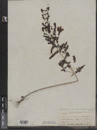 Aureolaria pedicularia var. pedicularia image