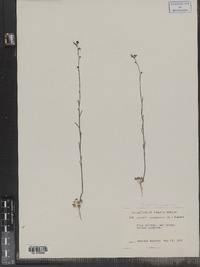 Nuttallanthus canadensis image