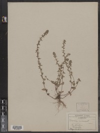 Veronica arvensis image