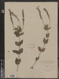 Veronica austriaca ssp. teucrium image