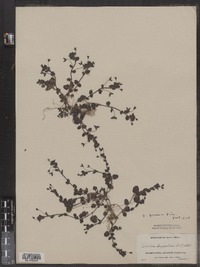 Veronica persica image