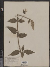 Agastache scrophulariifolia image