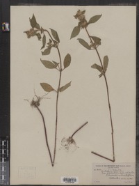 Galeopsis tetrahit image