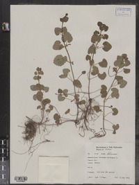 Glechoma hederacea image