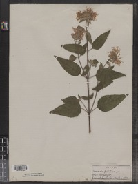 Monarda fistulosa image