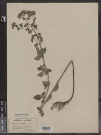 Origanum vulgare image