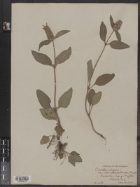 Prunella vulgaris image