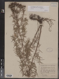 Pycnanthemum flexuosum image