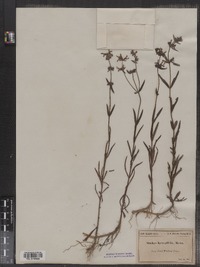 Stachys hyssopifolia image