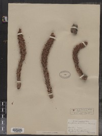 Conopholis americana image