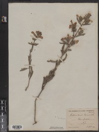 Pedicularis lanceolata image