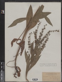 Cynoglossum officinale image