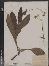 Cynoglossum virginianum image