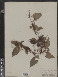 Image of Cuscuta obtusiflora
