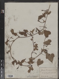 Ipomoea lacunosa image