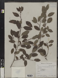 Ilex mucronata image