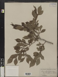 Ilex verticillata image