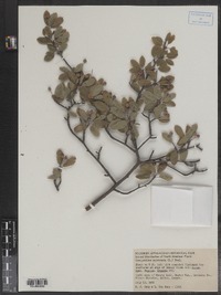 Ilex mucronata image