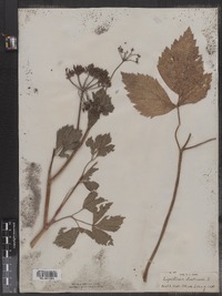 Image of Ligusticum apiifolium