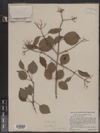 Viburnum recognitum image