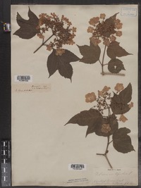 Viburnum opulus var. americanum image