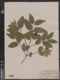 Lonicera canadensis image