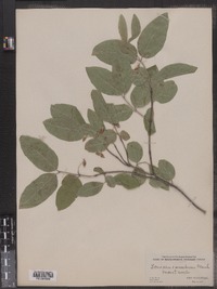 Lonicera canadensis image