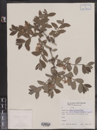 Lonicera morrowii image