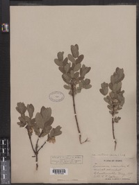 Lonicera villosa image