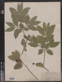 Lonicera canadensis image