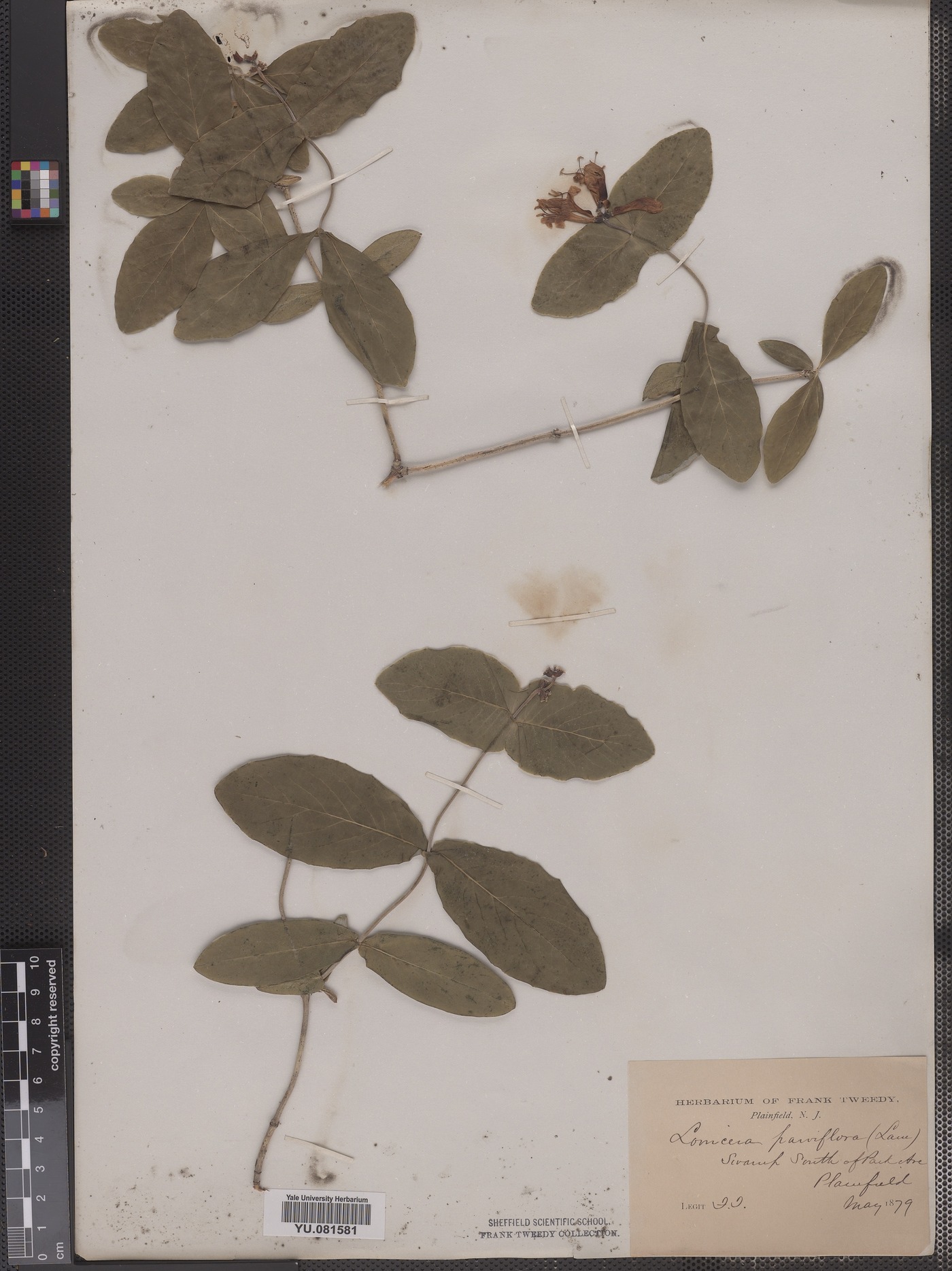 Lonicera ciliosa image