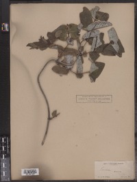 Lonicera dioica image