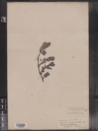 Lonicera villosa image