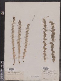 Triodanis perfoliata image