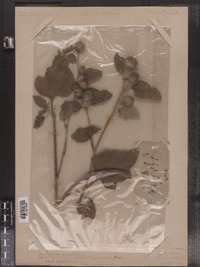 Arctium minus image