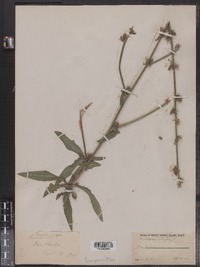 Cichorium intybus image