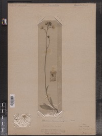 Hieracium floribundum image