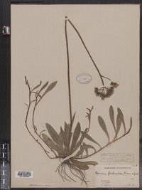 Hieracium floribundum image